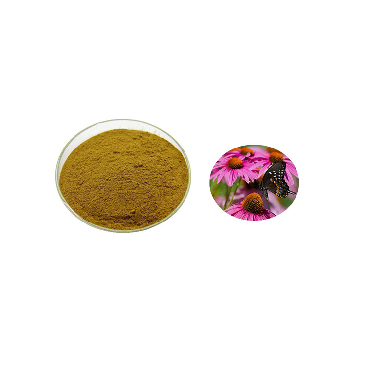 慈缘厂家 紫锥菊提取物90-95% 紫锥菊多糖 可定制