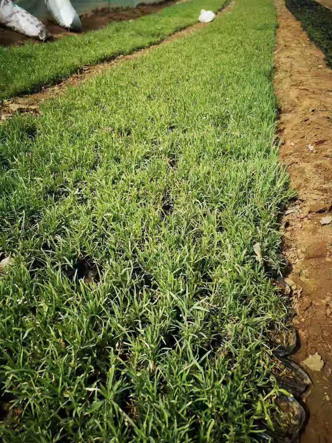 地被石竹基地供应    青州地被石竹     地被石竹小苗