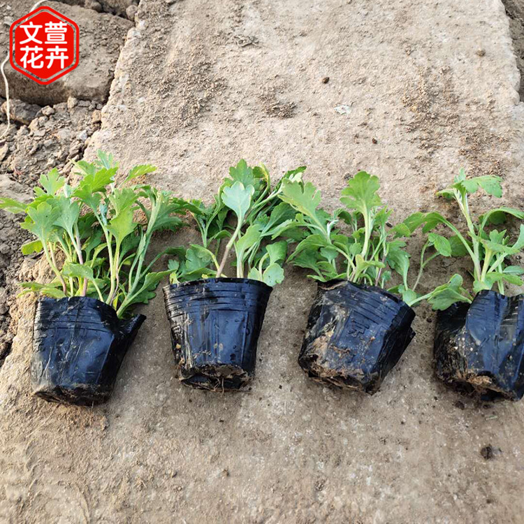 文萱花卉 地被菊杯苗 地被菊批发商
