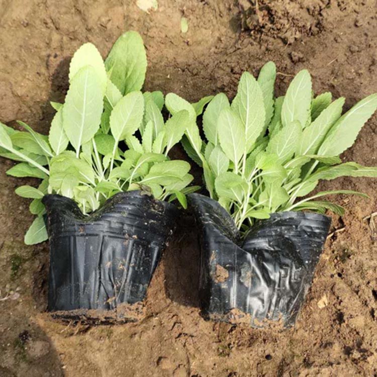 基地供应花海用苗鼠尾草 青州宿根草花批发 鼠尾草基地