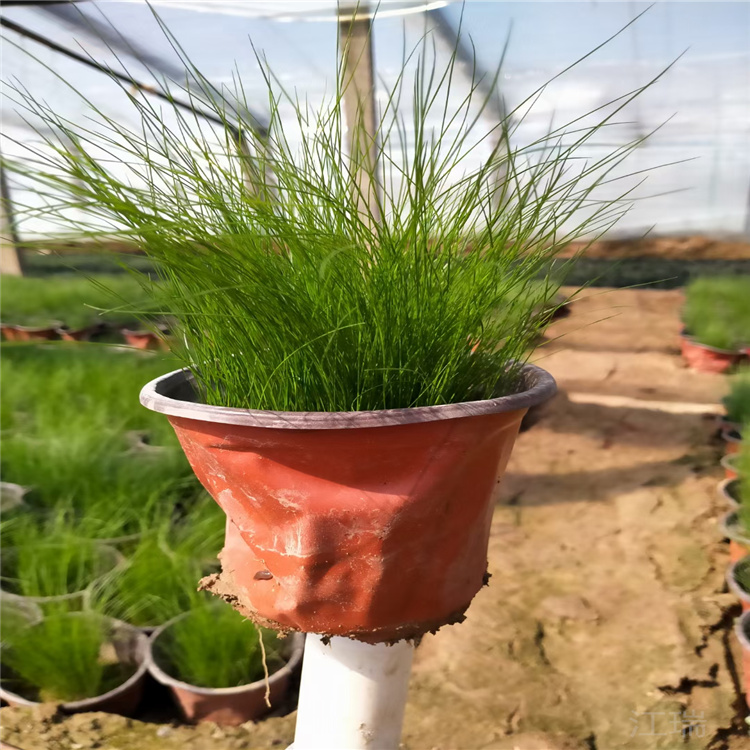 山东细叶针芒批发 细叶针芒价格 江瑞观赏草基地