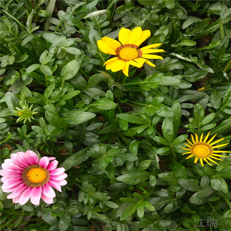 江瑞园艺出售勋章菊 勋章菊种子 勋章菊批发价格 现货供应 欢迎选购
