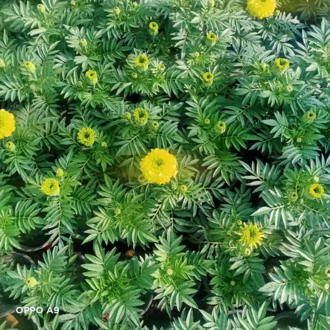 草花万寿菊苗圃  双色盆万寿菊