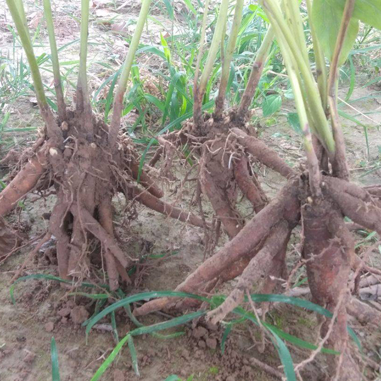 批发药用赤芍苗 赤芍种苗 根系可药用
