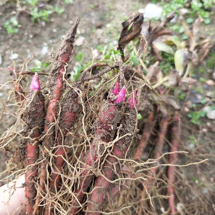 优质赤芍种苗价格 赤芍的收入情况 抗病高产赤芍苗