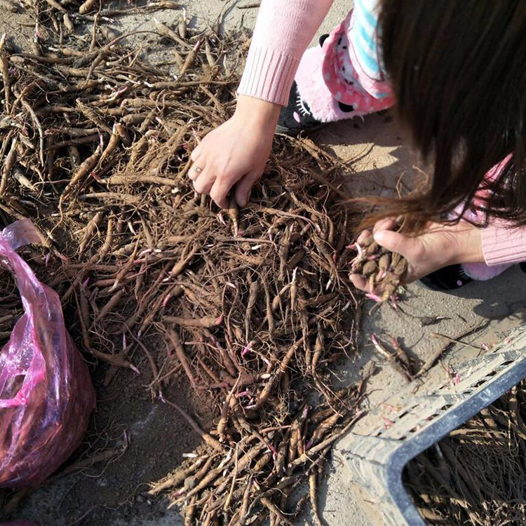 赤芍种子苗_芍药种子苗 