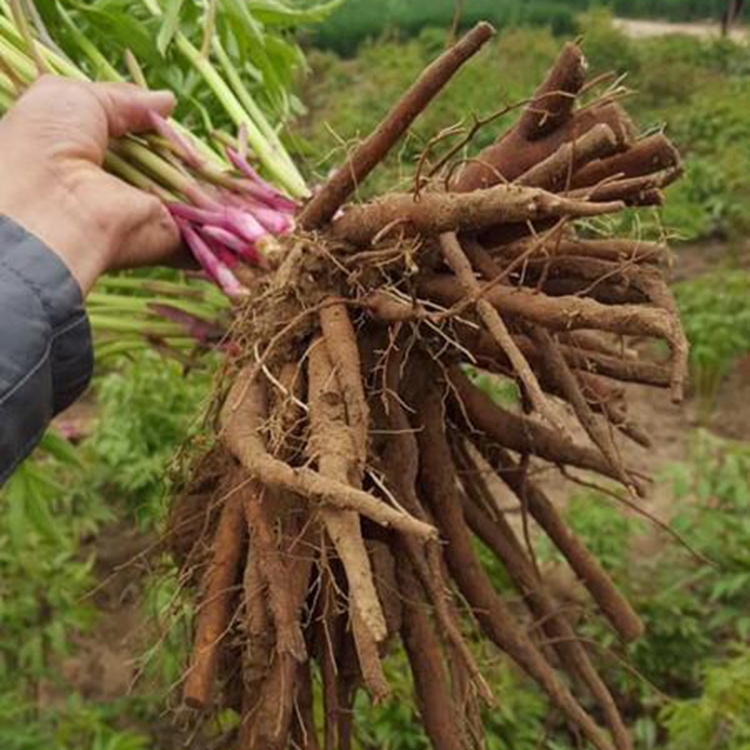 优质赤芍苗价格 赤芍种苗的收入情况 抗病高产赤芍苗
