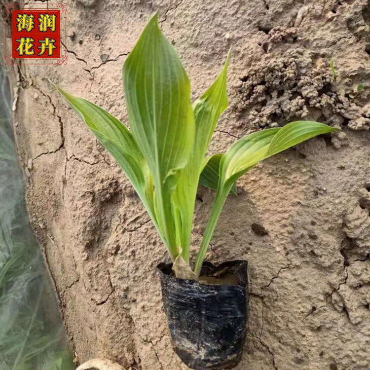 批发玉簪_绿化用玉簪小苗杯苗工程苗_海润花卉_质优价廉