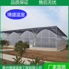 博盛    坚固耐用的连栋薄膜温室 采光性好 达60%-70%
