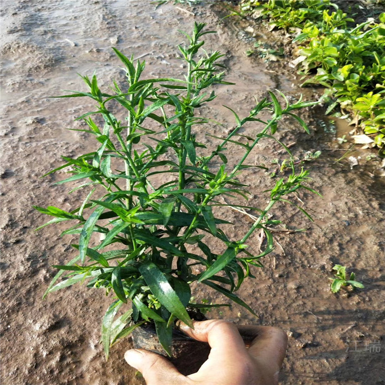 荷兰菊盆栽 长期供应荷兰菊 多色荷兰菊基地