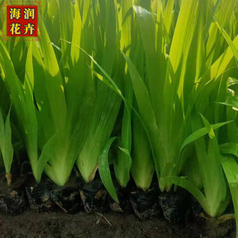 水边绿地绿化用鸢尾杯苗 长势好 基地报价