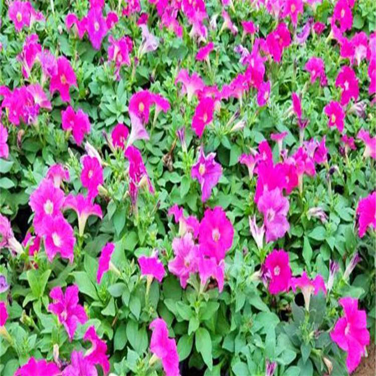 四季花草矮牵牛 多色牵牛花杯苗价格 夏杰花卉 园林批发