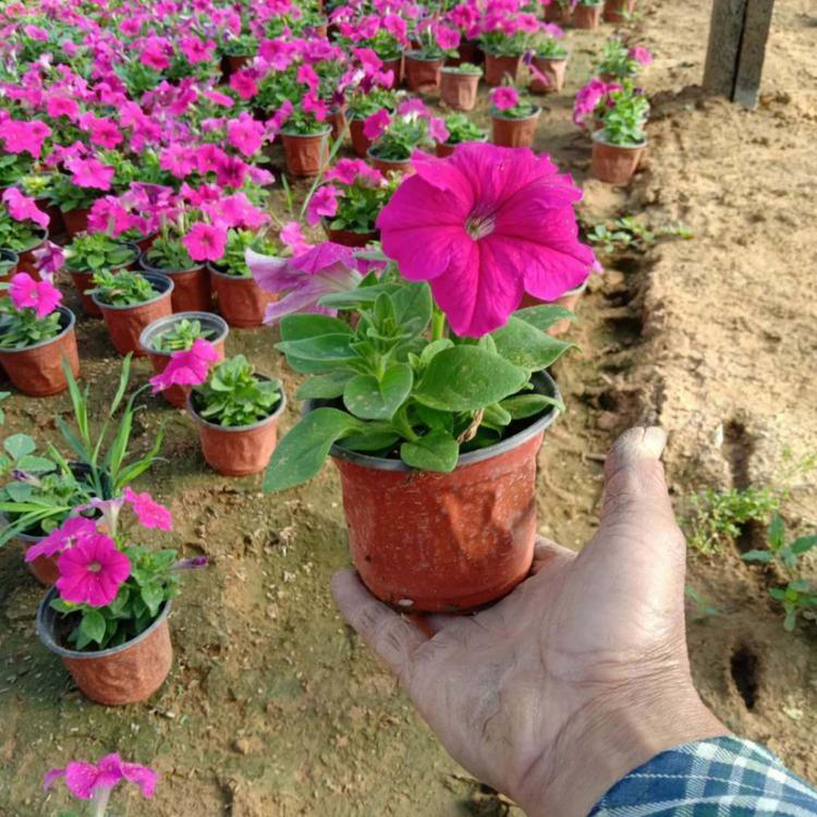 山东矮牵牛基地 工程绿化矮牵牛花 夏杰花卉 绿化花木
