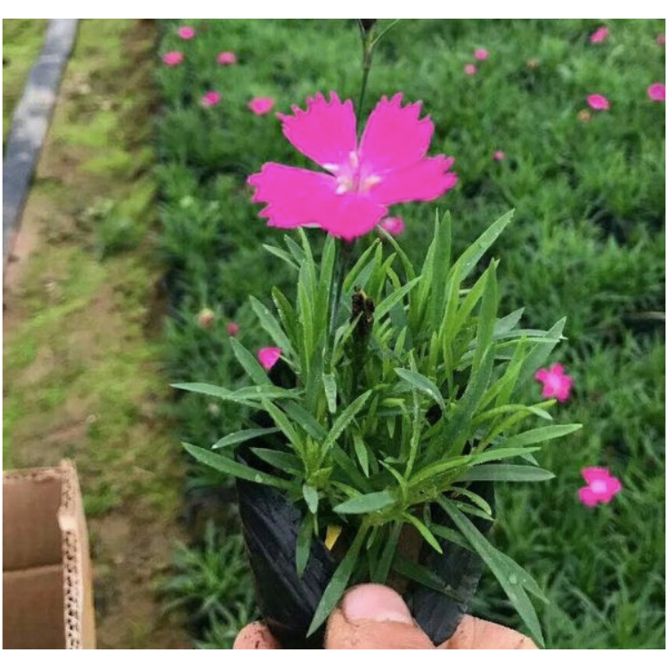 欧石竹小苗 欧石竹花海 德鑫花卉