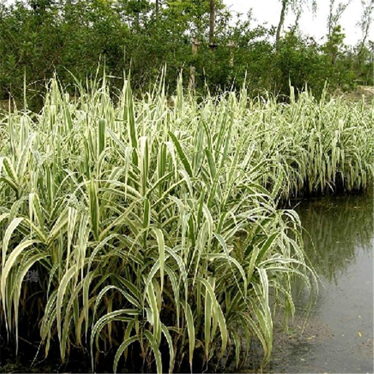 湿地绿化花叶芦竹批发 河道绿化用苗花叶芦竹