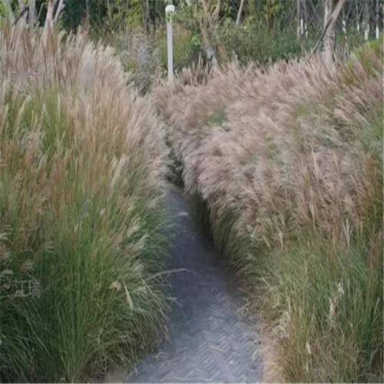 细叶芒批发 营养钵细叶芒基地 江瑞园艺 观赏草