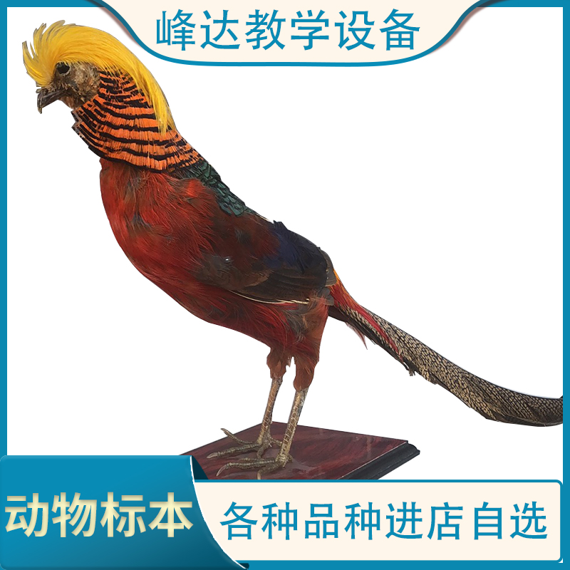 峰达教学 厂家直供 标本 动物标本 教学标本 支持定制  欢迎合作  量大从优