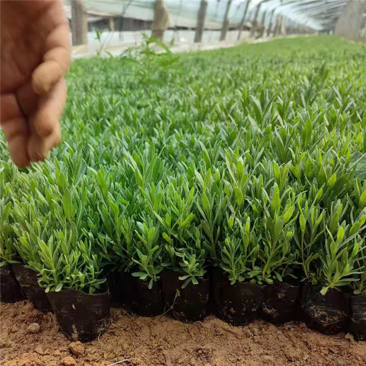 花色优雅典美  观赏用薰衣草小苗 河北薰衣草花苗种植基地