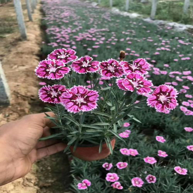 彩虹石竹供货商 长势好 花海苗彩虹石竹 青州草花基地