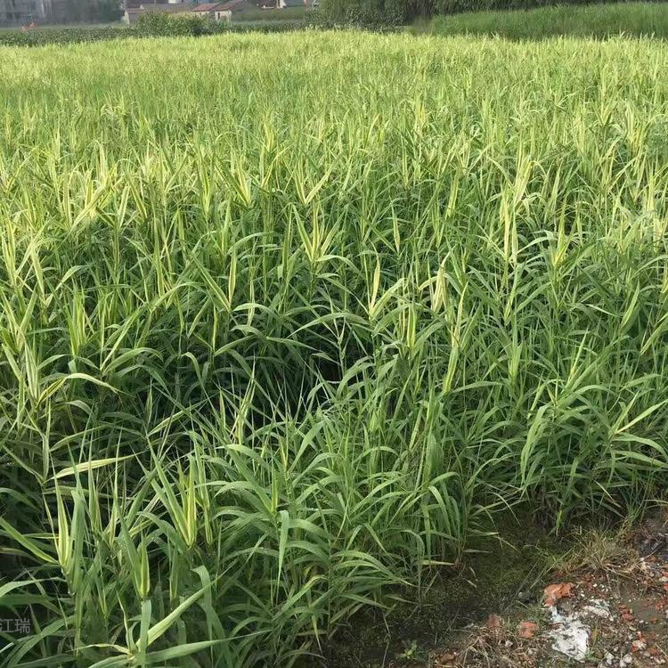 地栽芦苇出售 盆栽芦苇供应 水体绿化芦苇出售