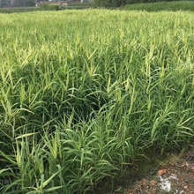 地栽芦苇出售 盆栽芦苇供应 水体绿化芦苇出售
