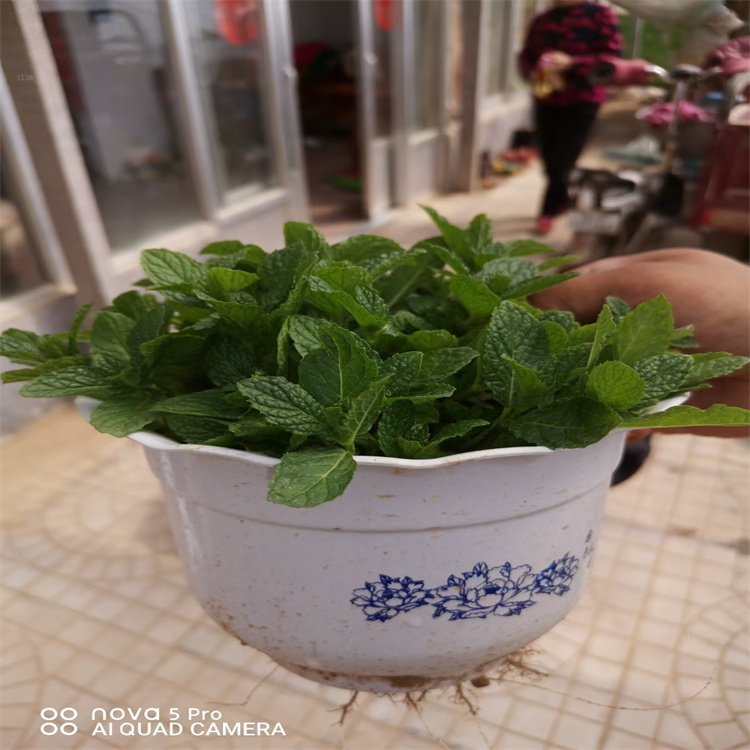 江苏薄荷批发 盆栽薄荷供应 厂家直销 欢迎选购
