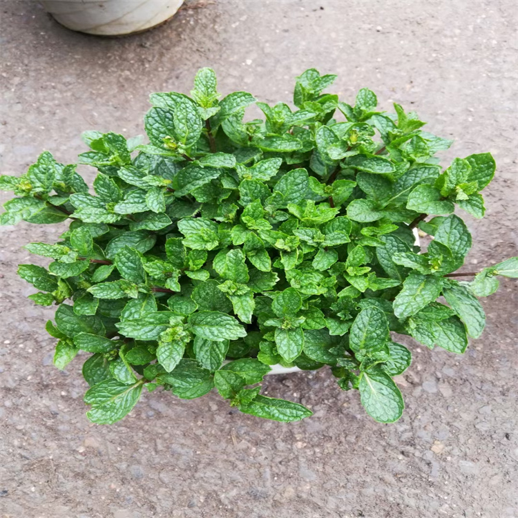 江瑞薄荷小苗 河北薄荷批发商 棚内薄荷出售