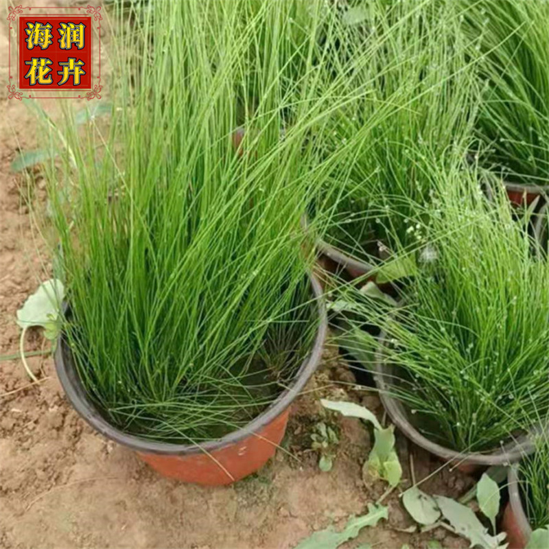 批发细叶针芒 多年生草本植物细叶针芒小苗价格 海润花卉