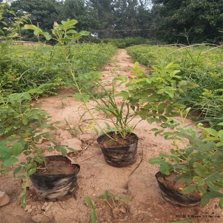 湖南四季玫瑰基地 现货供应四季玫瑰 江瑞花卉
