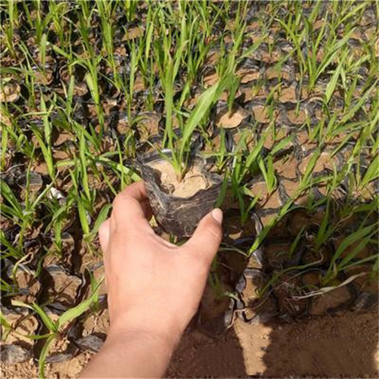 多年生蛇鞭菊图片 出售蛇鞭菊 公园绿化蛇鞭菊基地