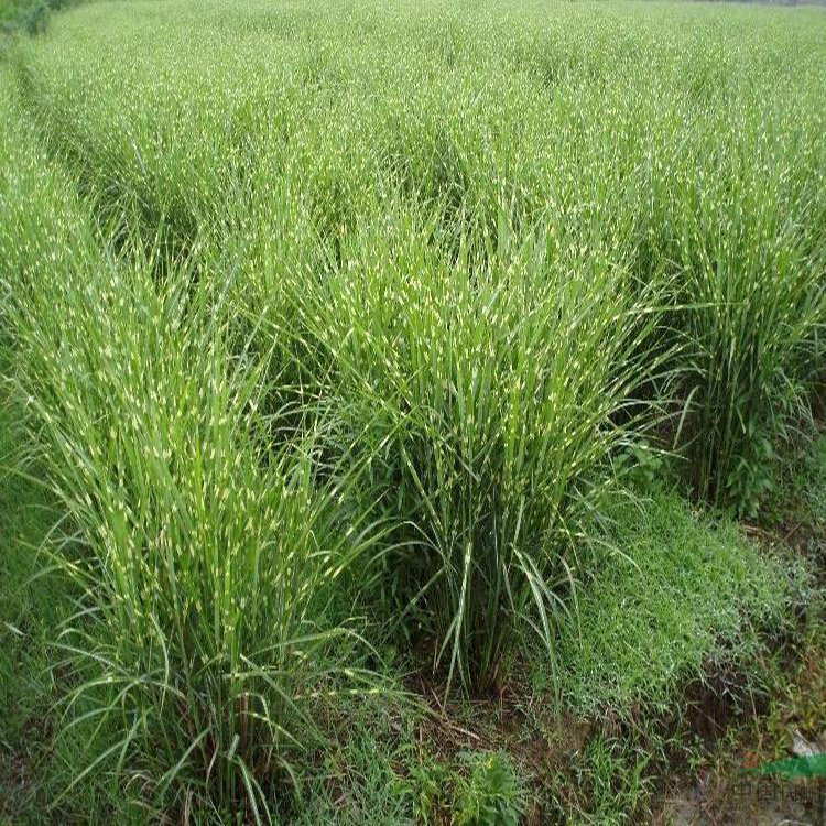 晨光芒种植基地 广场花卉摆放
