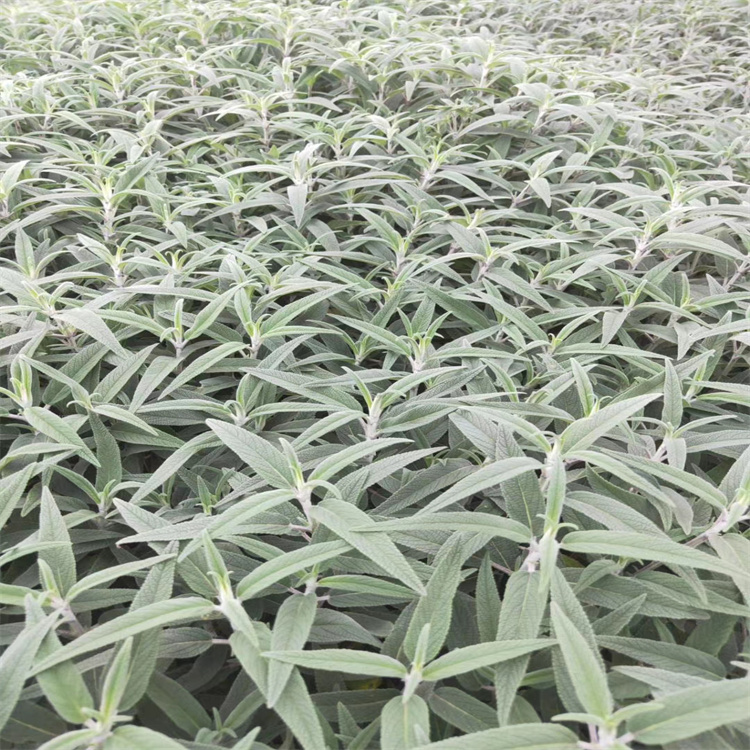 江西墨西哥鼠尾草批发 墨西哥鼠尾草种子基地 江瑞