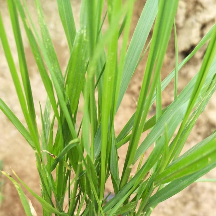 狼尾草杯苗 悦达花卉 狼尾草行情 青州观赏草