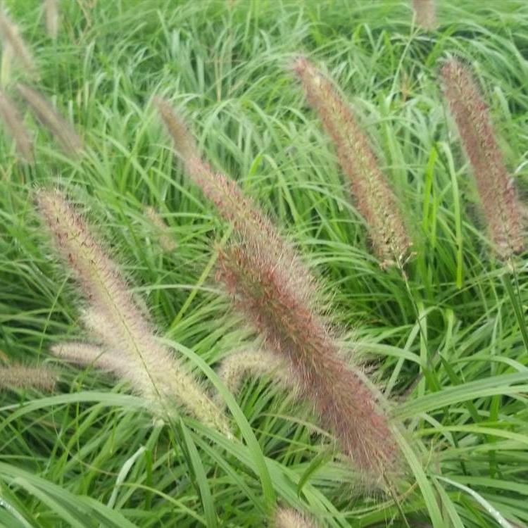 狗尾巴草 苗圃供应 狼尾草销售 青州观赏草