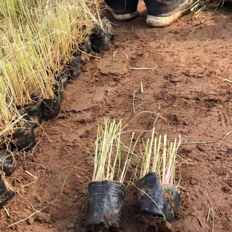 芮草 悦达花卉 狼尾草基地 山东地被草