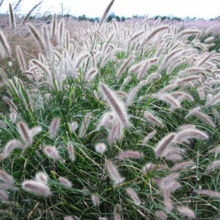 芮草 订购报价 狼尾草批发商 山东地被草