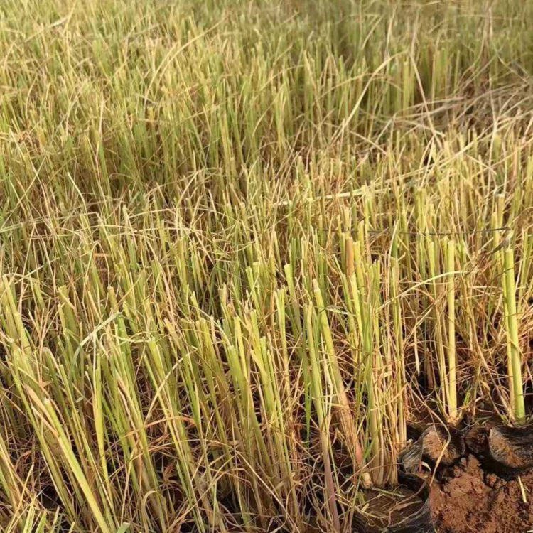 丛生观赏草 悦达花卉 狼尾草供应商 青州观赏草