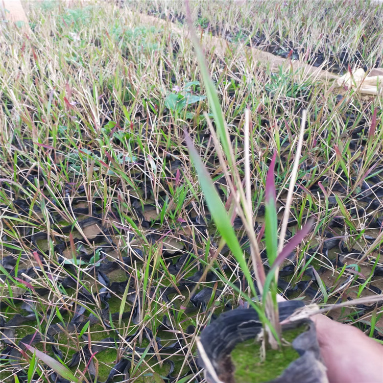 日本血草价格 江苏血草批发 血草种子 江瑞