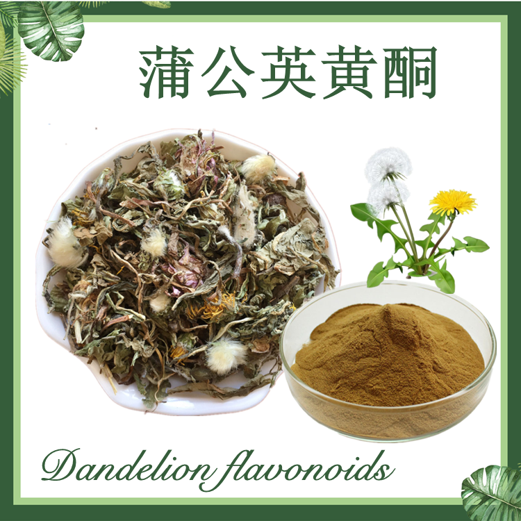 蒲公英黄酮 5%10%15% 蒲公英提取物