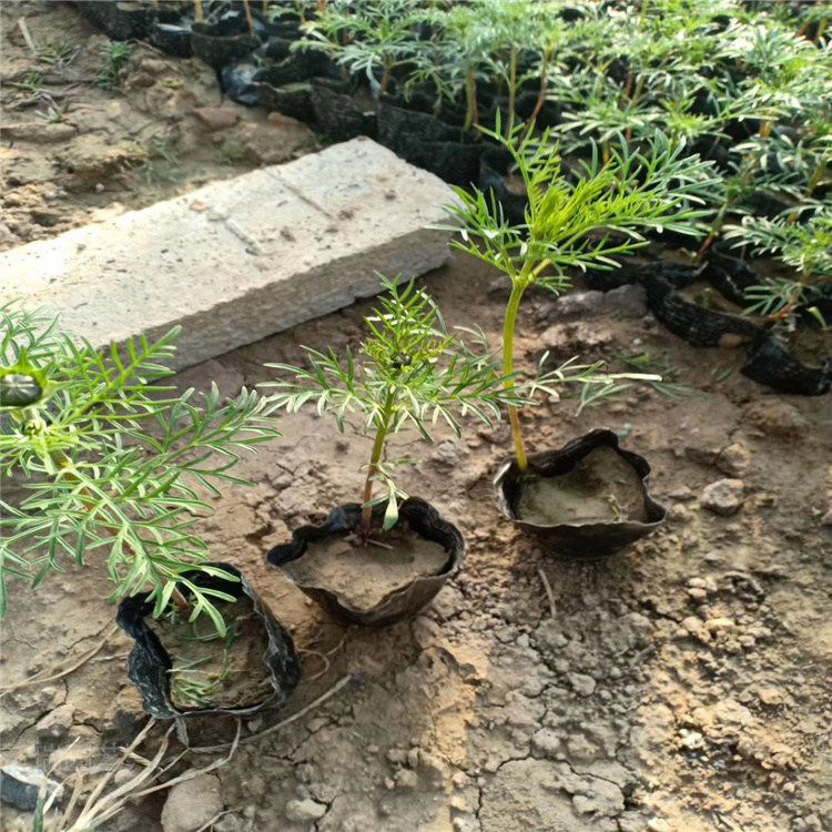 大量出售多色波斯菊 江瑞格桑花直批 欢迎致电咨询