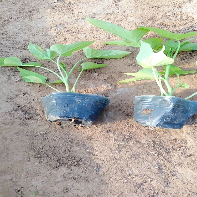 花径绿化黄金薯批发 黄金薯种植厂家 欢迎选购