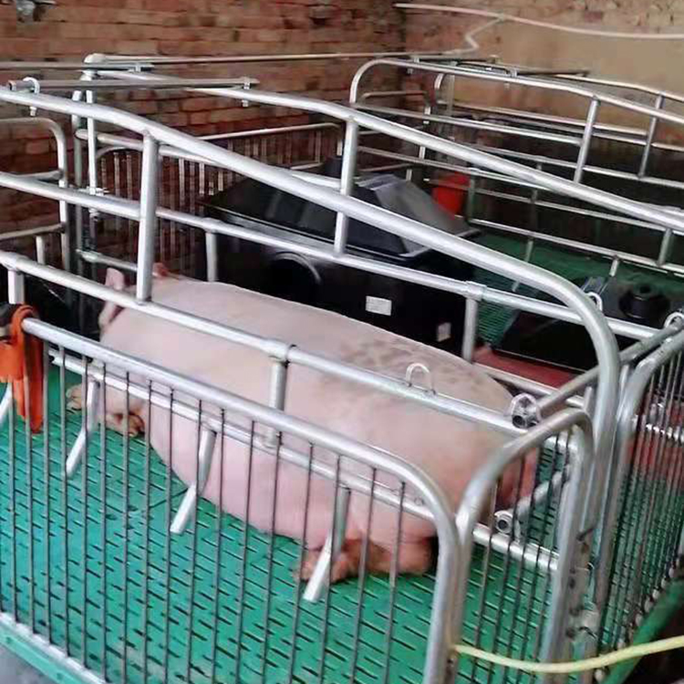 双体母猪产床保育两用分娩床限位栏定位栏 复合母猪产床 价格合理