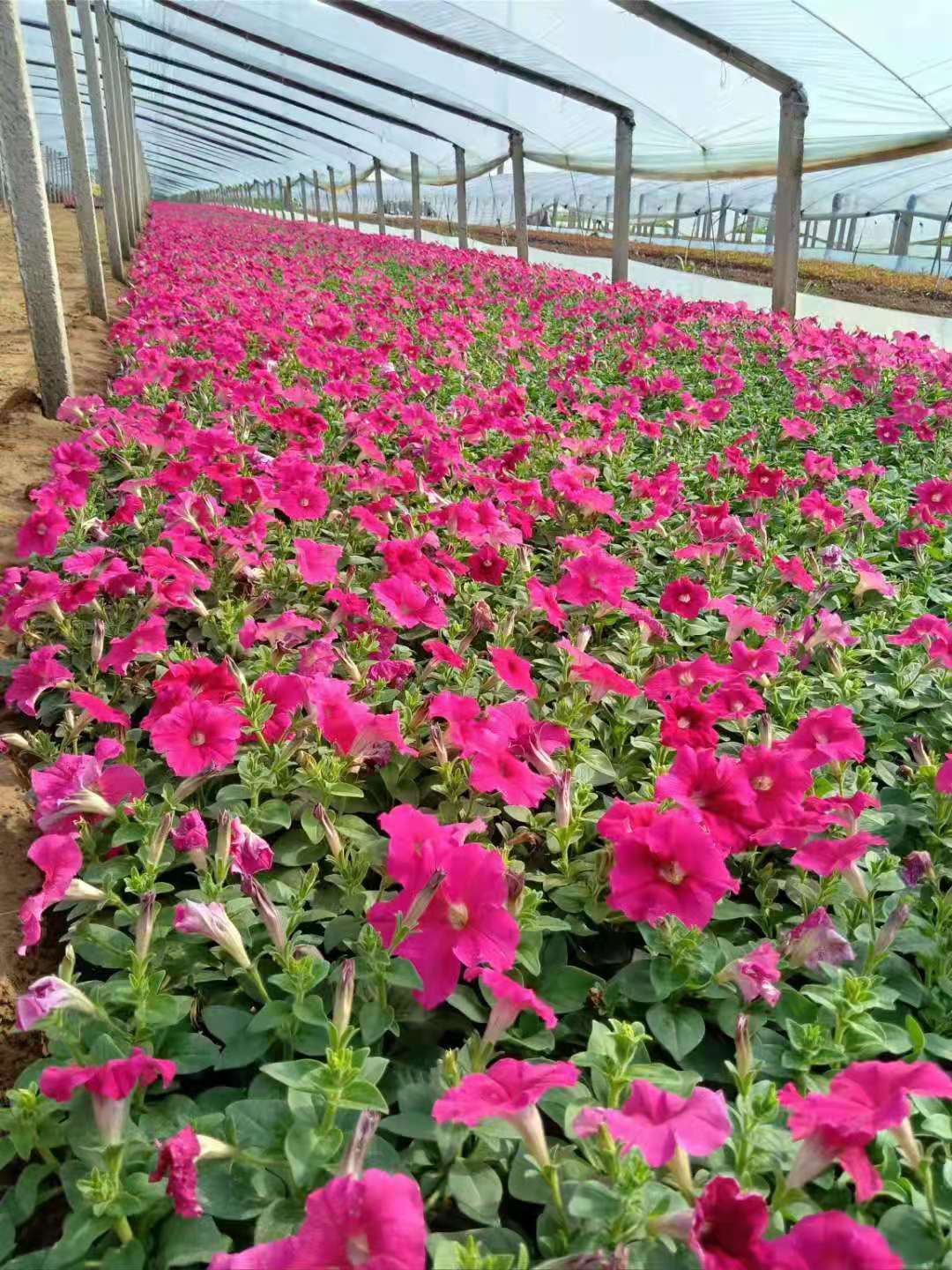 腾骏牵牛供应 牵牛时令草花 
