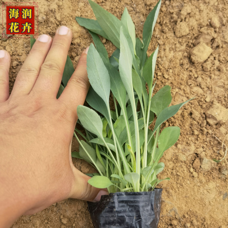 景观植物赛菊芋小苗 山东日光菊杯苗批发 青州海润花卉 大量供应