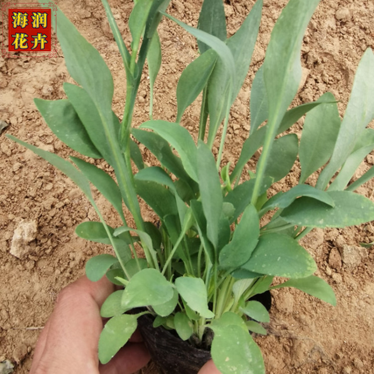 赛菊芋小苗批发 山东耐寒宿根赛菊芋杯苗 海润花卉