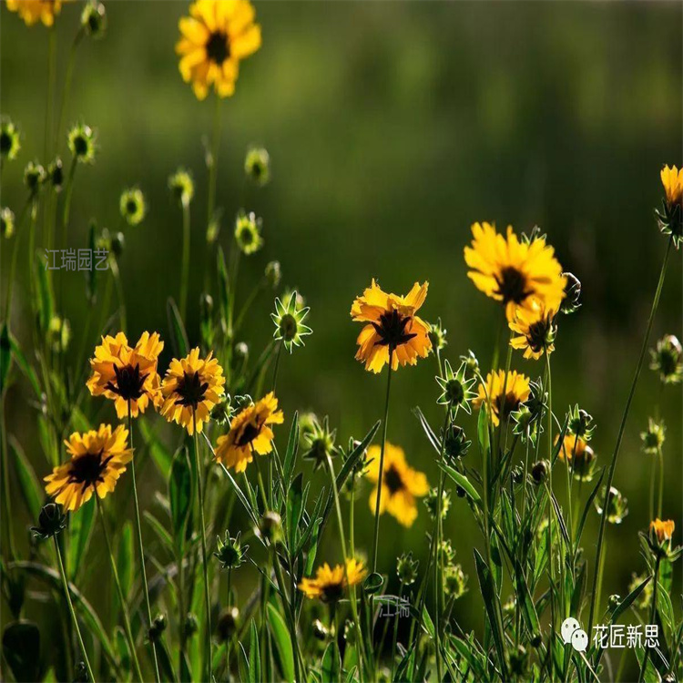 安徽金光菊批发 金光菊营养杯苗价格 江瑞花卉供应