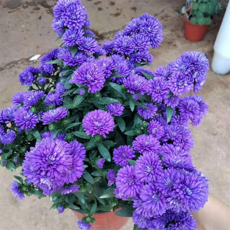 翠菊自产自销 翠菊观赏价值高 青州翠菊苗圃直供 江瑞
