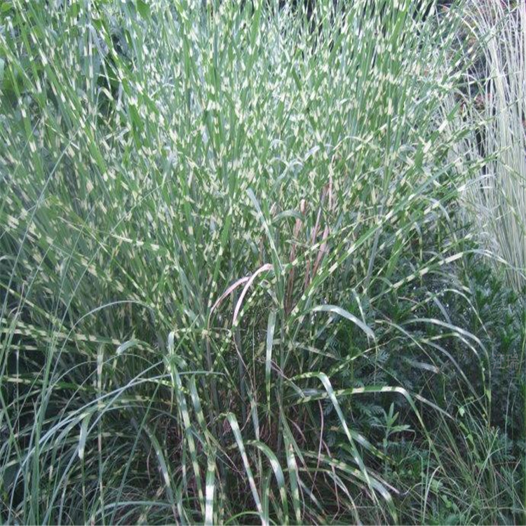 斑叶芒小苗出售 斑叶芒行情 好养易活 基地发货
