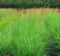 山东苗圃拂子茅批发 拂子茅批量出售 欢迎选购
