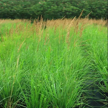 山东苗圃拂子茅批发 拂子茅批量出售 欢迎选购